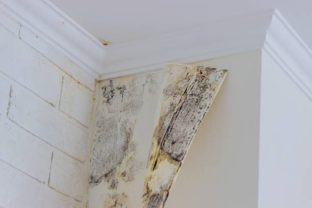  Berkeley, IL Mold Removal Pros